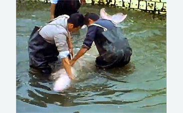 3255_www.arkive.org_Yangtze Sturgeon_Acipenser dabryanus.jpg